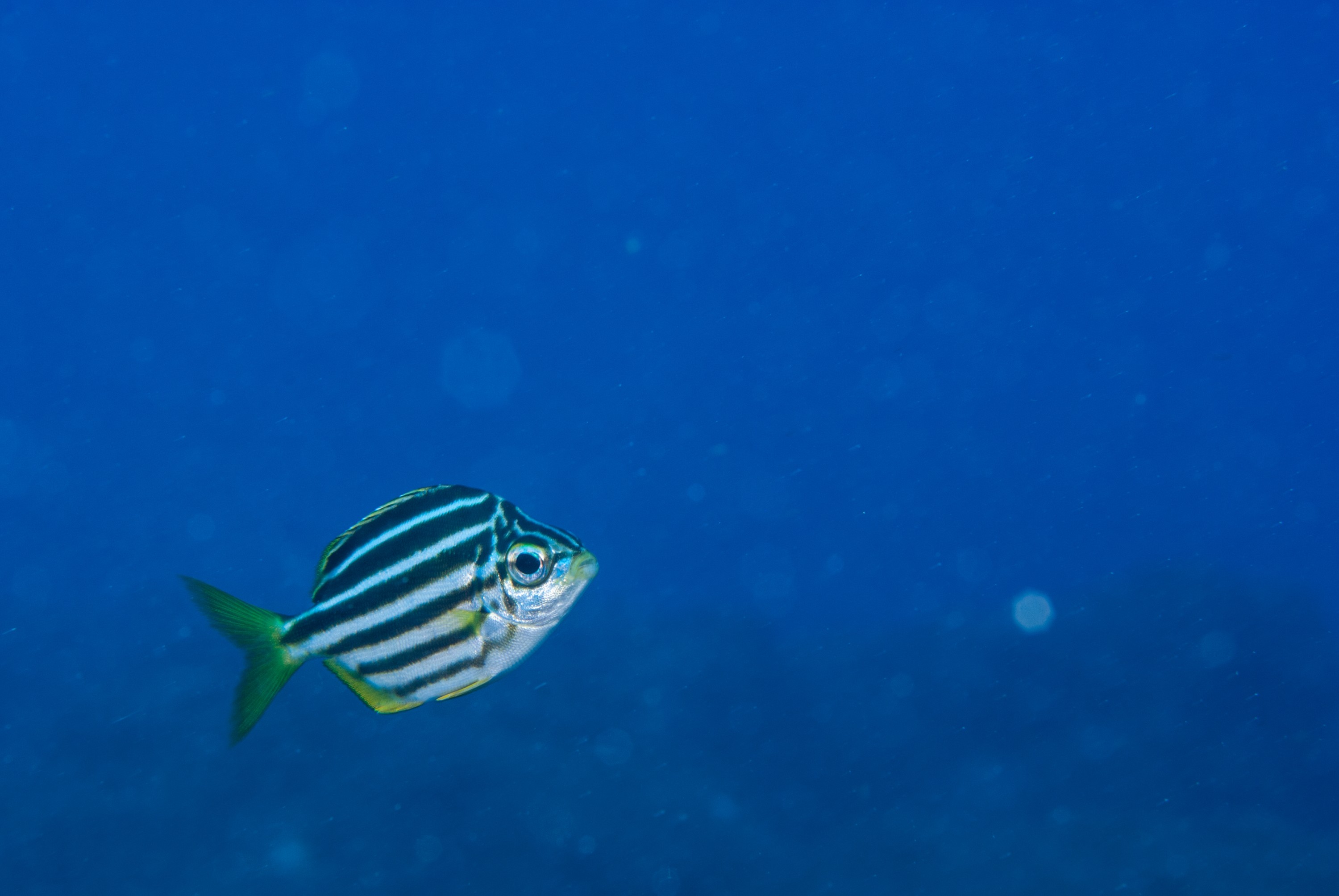 _JFG2335 – kermadec, islands, kermadecs, dive, images, remote, doc, sub tropical, subtropical, sub-tropical, marine, reserve, expedition, lust for rust, mesley, crispin, nz, new, zealand, new zealand, Mado, Atypichthys, latus, crispin, Kermadecs 13,